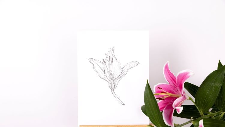 Vẽ Thực Vật Bằng Bút Mực – Khóa Học Trực Tuyến Của Kew