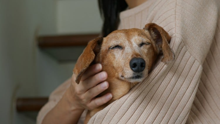 Khóa học Chứng chỉ Massage Chó