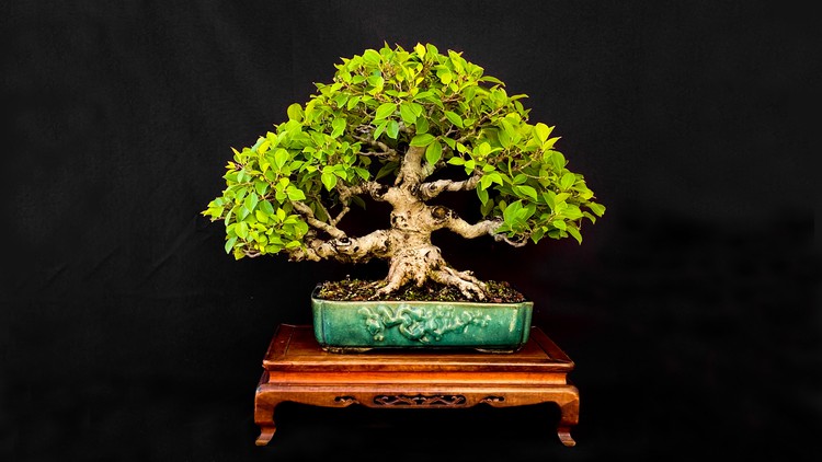 Khóa học Bonsai Cơ bản